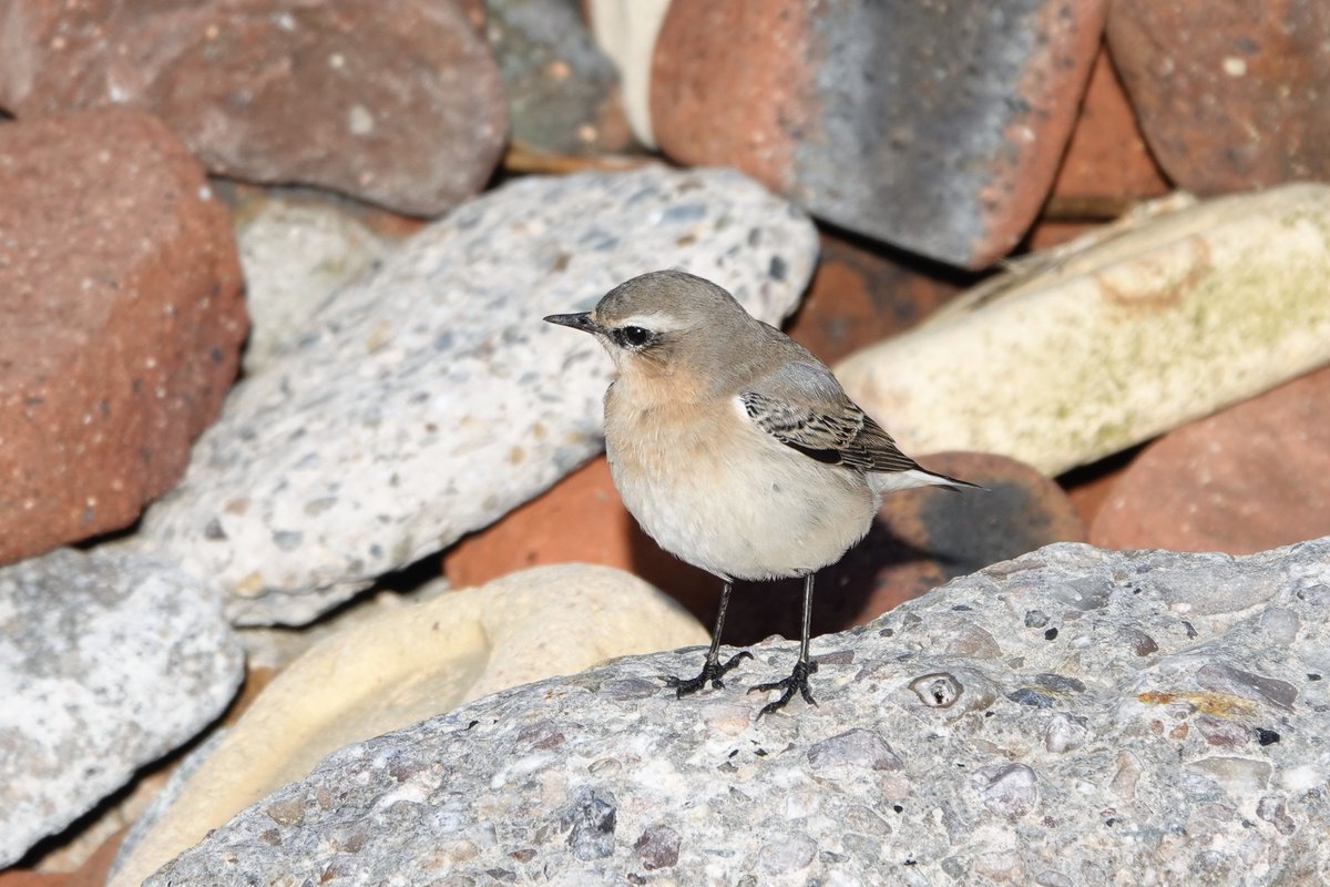 Janice Sutton tweet media