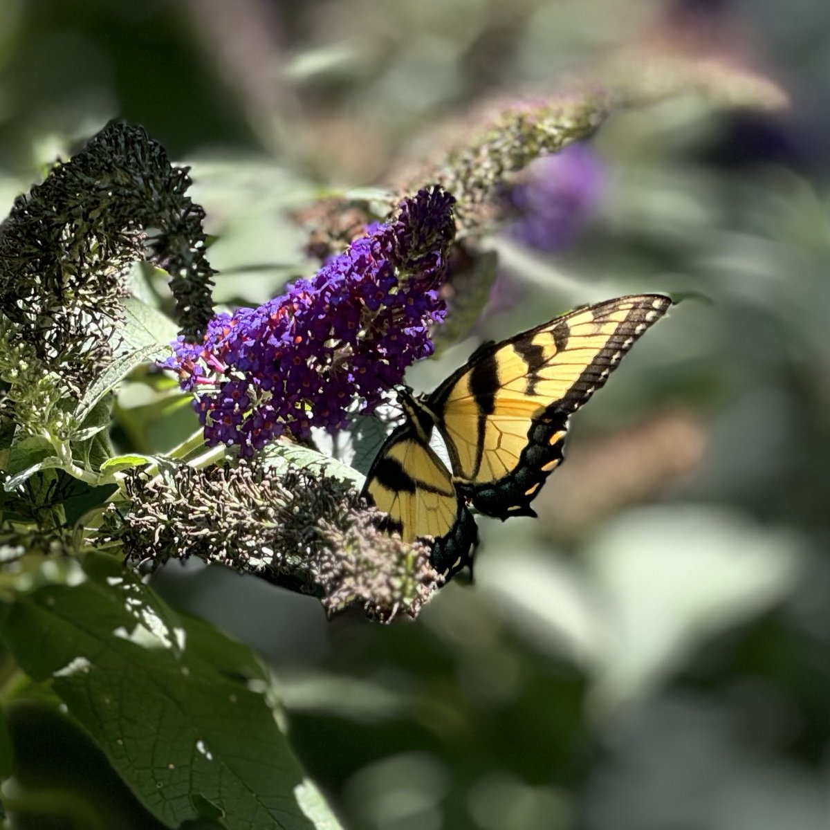 David C. Mills (@davidcmills) on Twitter photo 