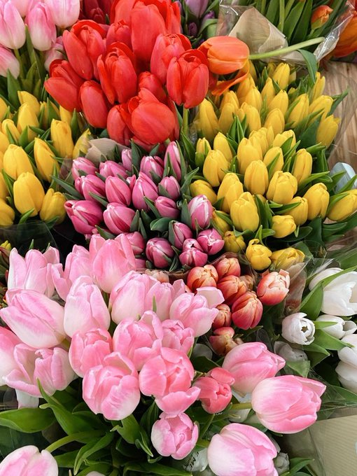 tulips