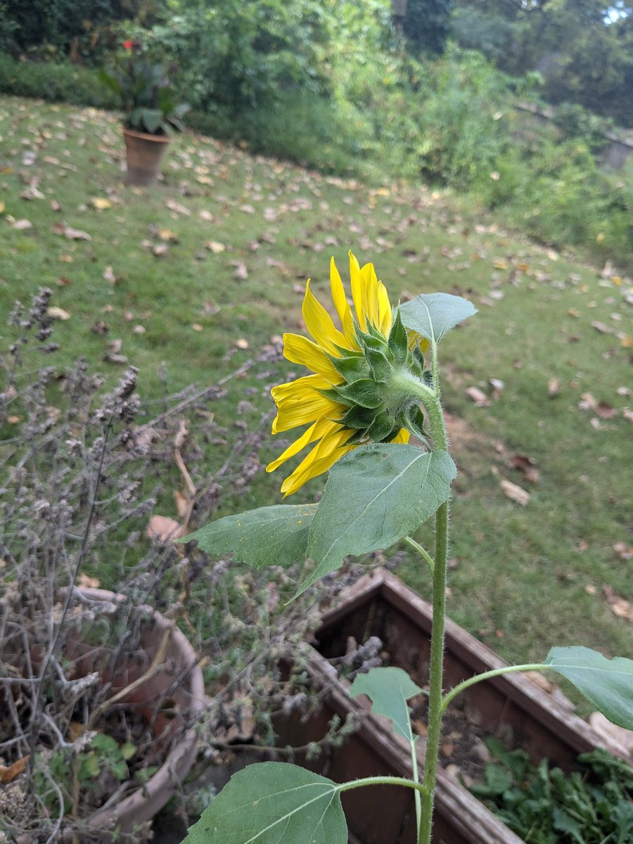 formerdinosaur's tweet photo. Came home to this random huge sunflower blooming!! Did not plant this lol, must be from the bird seed mix. https://t.co/LNjlzyIgEY