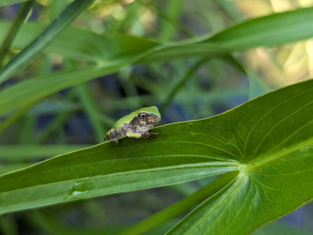 Happy Labor Day! We hope you had a restful and fun holiday weekend! Let us know in the comments if you got to go herping and what you found!

📸: Grey Tree Frog (Hyla versicolor) by Jen Lamb #mwparc #conservation #herps #reptiles #amphibians #turtle