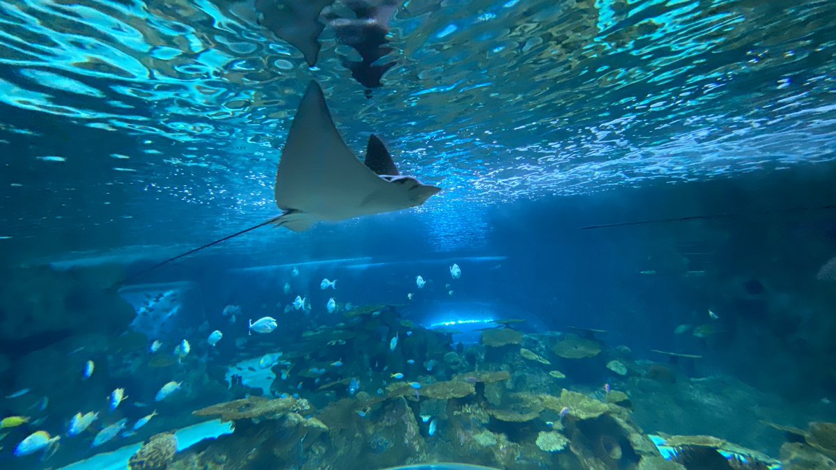 ZooNationOrg's tweet image. Just taking in the view at the new @SeattleAquarium expansion! #zoo #aquarium #seattle