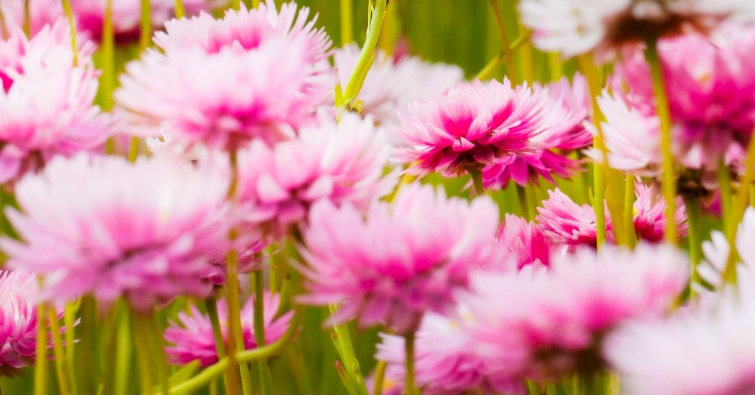 BotanicSydney's tweet photo. Always wanted to replicate our spectacular #PaperDaisy display at home?
Top three varieties:
🌼 #Showy everlastings (Schoenia filifolia)
🌼 #Rosy everlastings (Rhodanthe chlorocephala)
🌼 #Mangles everlasting (Rhodanthe manglesii)
👉 Explore more: https://t.co/9enigb7l6A https://t.co/HREjMmNXFq
