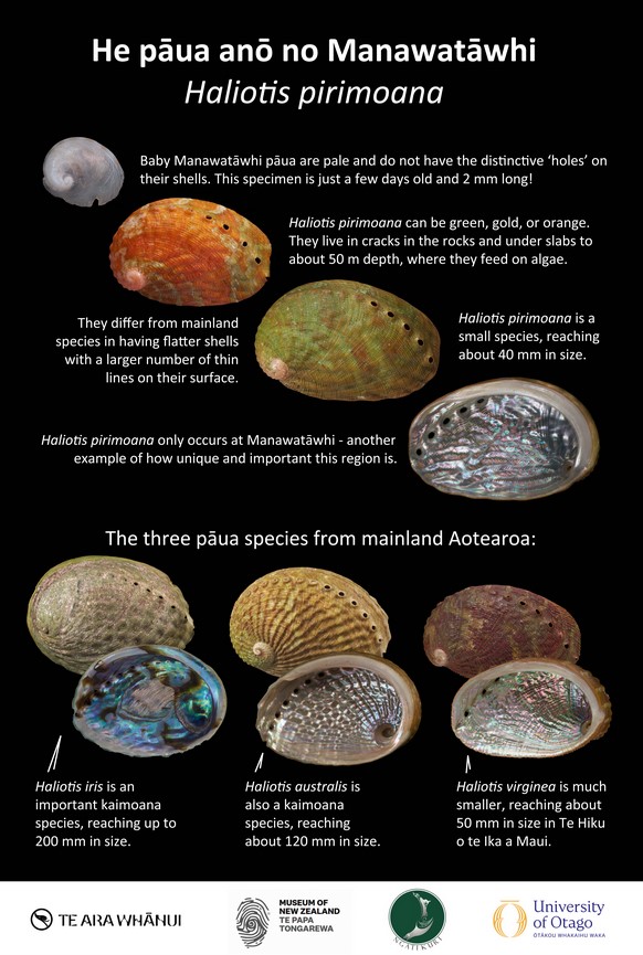 To coincide with the new #pāua (#abalone) species from #NewZealand, the Manawatāwhi pāua Haliotis pirimoana (tandfonline.com/doi/full/10.10……), we have released this fact sheet <a href="/otago/">University of Otago</a> <a href="/hamishgspencer/">Hamish Spencer</a> <a href="/smcnz/">Science Media Centre NZ</a>