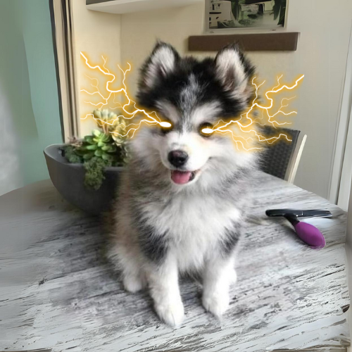 caneonsol tweet media