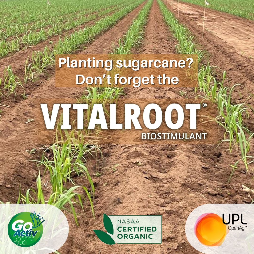 UPLAUSLtd's tweet image. 🌱Planting #sugarcane? Don’t forget the #VitalRoot® #biostimulant!

Formulated with #GoActiv® filtrate + P + K to support early root development &amp;amp; natural plant growth &amp;amp; overall crop health.

Start the season right 👉 bit.ly/VitalRootUPL

#UPL #OpenAg