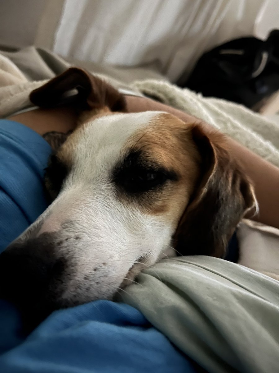 Nunca pensé que un perro me iba a cambiar tanto la vida te amo churro si te pasa algo me mat0