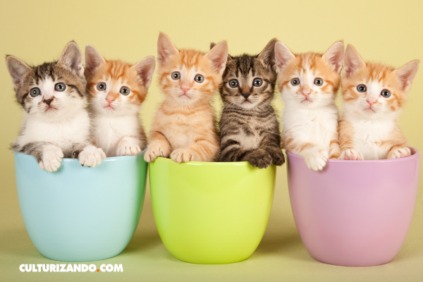 COLEGIO_LOCUTOR's tweet photo. ¿Por qué algunas personas son alérgicas a los gatos? https://t.co/5Rsiff8Aks https://t.co/w4Sr3b8J16