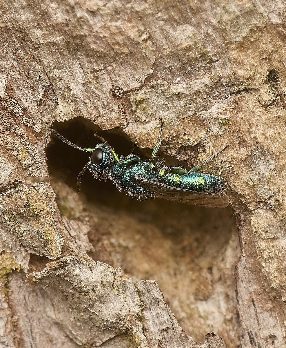 Three images produced a confirmed Small-notched Mason Wasp (Ancistrocerus gazella) &amp; a brilliant blue Trichrysis cyanea @NorfolkNats