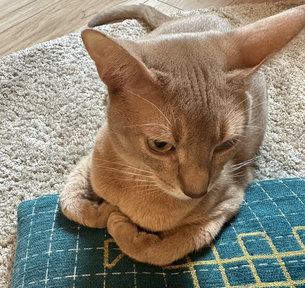 ⭐︎焼きサバさん専用⭐︎エンジェルトーク やきサバ (@grilled_saba) / Posts / X