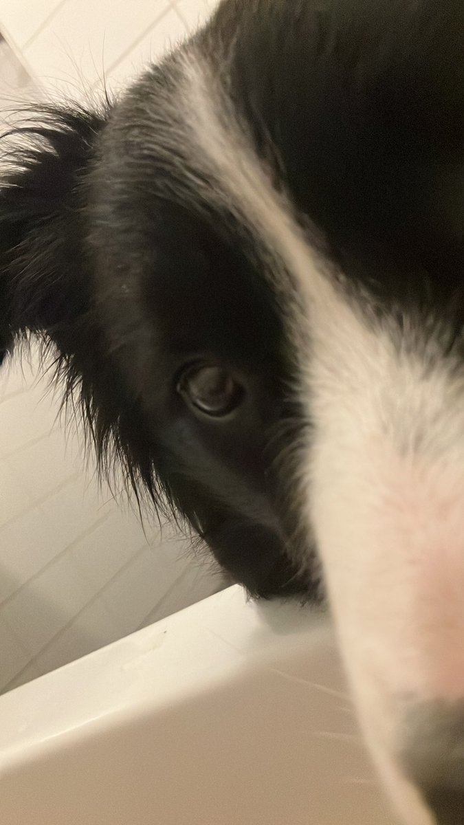 Dex. Wat n lief dier. Controlefreak. Ook bij t badderen “oogcontact”.