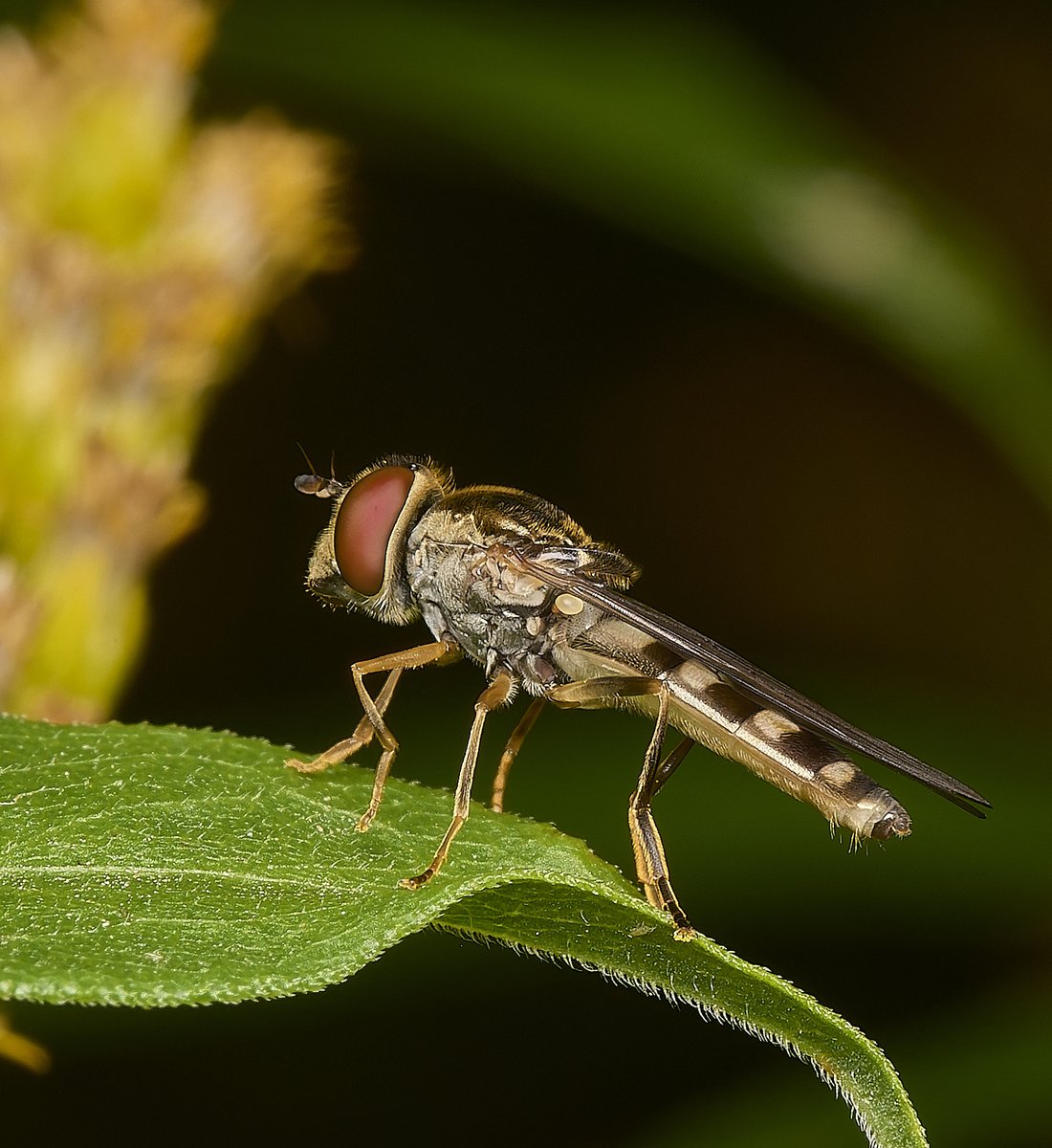 A quartet study of  a Grey-spotted Boxer (Platycheirus albimanus) from a warm, windless late afternoon. @NorfolkNats