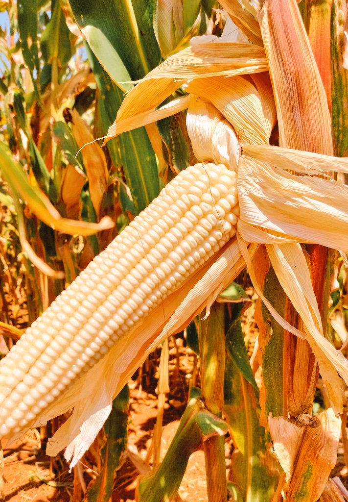 samwaldock's tweet photo. Winter maize!
At #Zambeef Mpongwe the winter maize is looking great!
Through investment from @BritishIntInv the company is helping protect food security through the drought.
This is the @UkinZambia đŹđ§đżđČ #GreenGrowthCompact in action:
â
8000 Zambian jobs
â
50,000 outgrowers https://t.co/BlDyiRcKYI