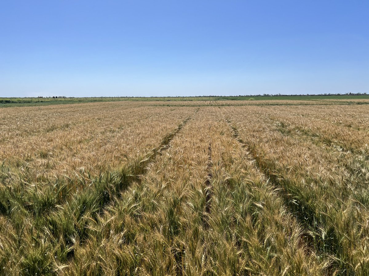 #CQ #northernfarmingsystems trial at Emerald. High Fertility system (50 cm row spacing) vs Intergrated Weed Management (25 cm row spacing) planted to AGT Leverage 12/04/24. Any guesses on which will yield higher? @DAFQld <a href="/GRDCNorth/">GRDC North</a>