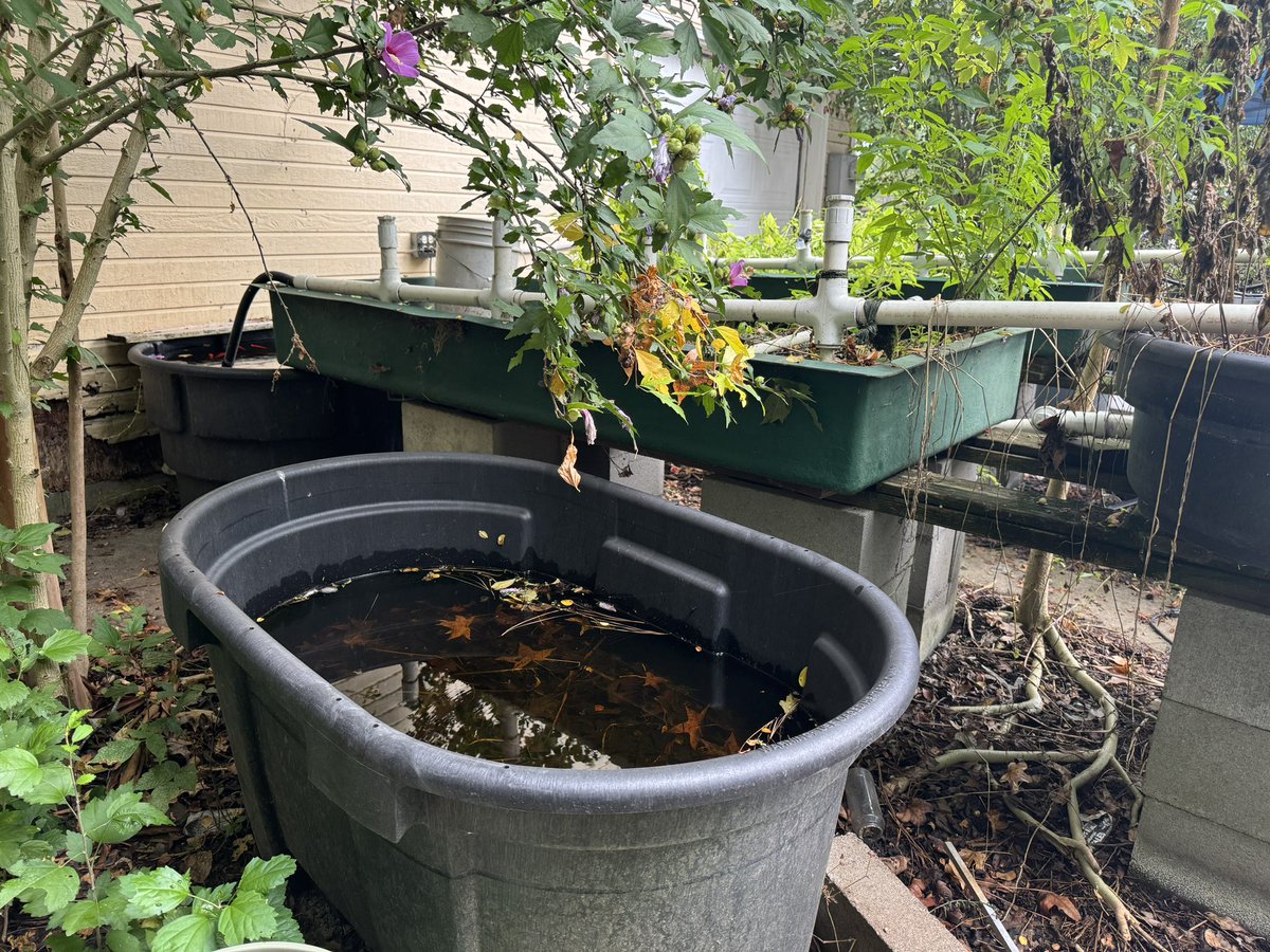 AmeriCannaBlunt's tweet photo. we moved the oldest aquaponics sysyem this side of Tennessee Valley to #TERPS Apothecary so it wouldn’t go to waste .
In addition to that, we inherited seven fertilizer producing bunny rabbits & A 200 g tank full of brim / tilapia, and aprox 500 +~Koi 🤓 #FoodFarm #SustainableAgriculture