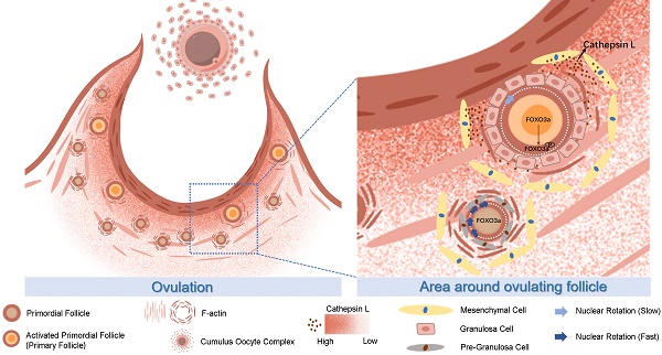 Stop the presses! Looks like I will be updating my lectures on this next year:
Participation of preovulatory follicles in the activation of primordial follicles in mouse ovaries ijbs.com/v20p3863.htm
