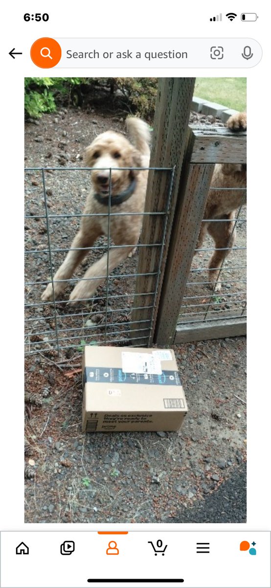 Does everyone’s Amazon “package delivered” pictures look like this…