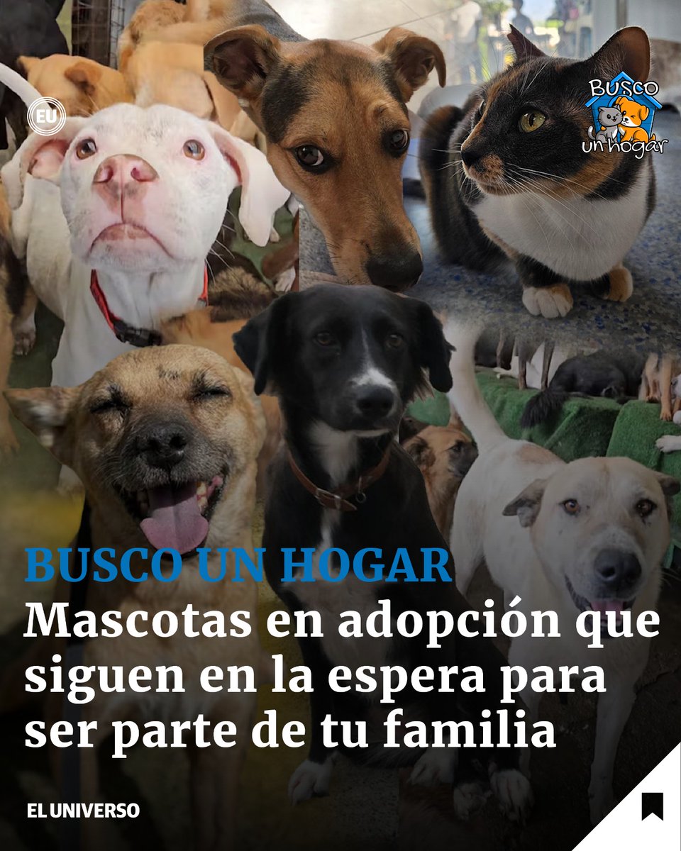 #BuscounHogar | ¿Los recuerdas?, ellos son Julita, Panchito, April, Ziggy, Tutifruti y Venus, las mascotas que aún están buscando una familia responsable y amorosa. 🐾❤️ ow.ly/nIIv50TcOnh