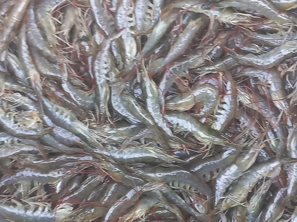 Igor Driesmans tweet media