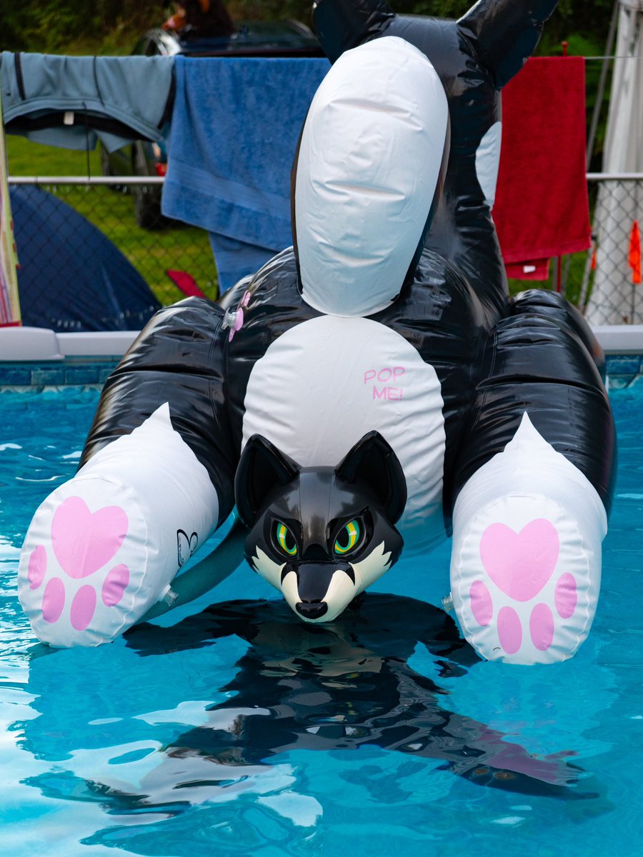 sock (@sockfox) on Twitter photo 