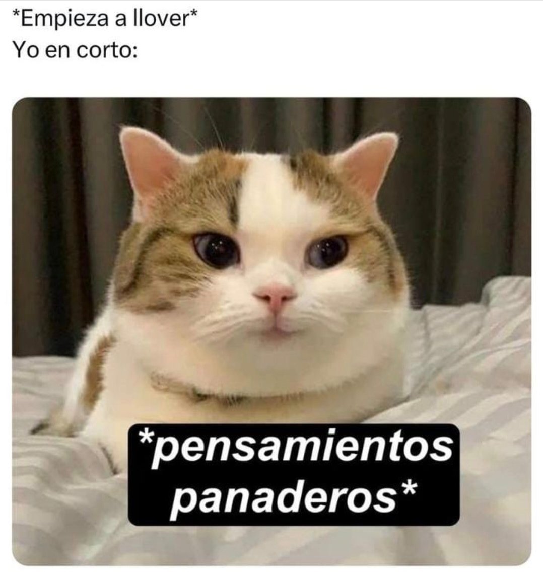 boladepelosof's tweet photo. ⛈️ La verdad si 😸😸😸😸
🥐🥯🫓🍞

#boladepelos #michimeme #CatsOfX #gato #gatos #gatitos #gatosfelices #catslovers #mascota #mascotas #mascotasfelices #felinos #felinoslindos https://t.co/kCnyeNbPHf