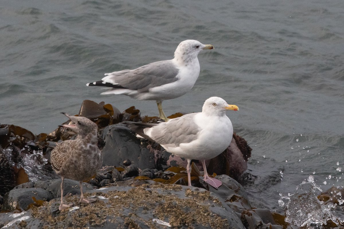 A nice selection of species this morning at Otter Point, Sooke, Vancouver Island: Sabine’s, Bonaparte’s, Heermann’s, Short-billed, Ring-billed, Western, American Herring, California, Glaucous-winged. Pic. Herring &amp; Cally mantles compared.