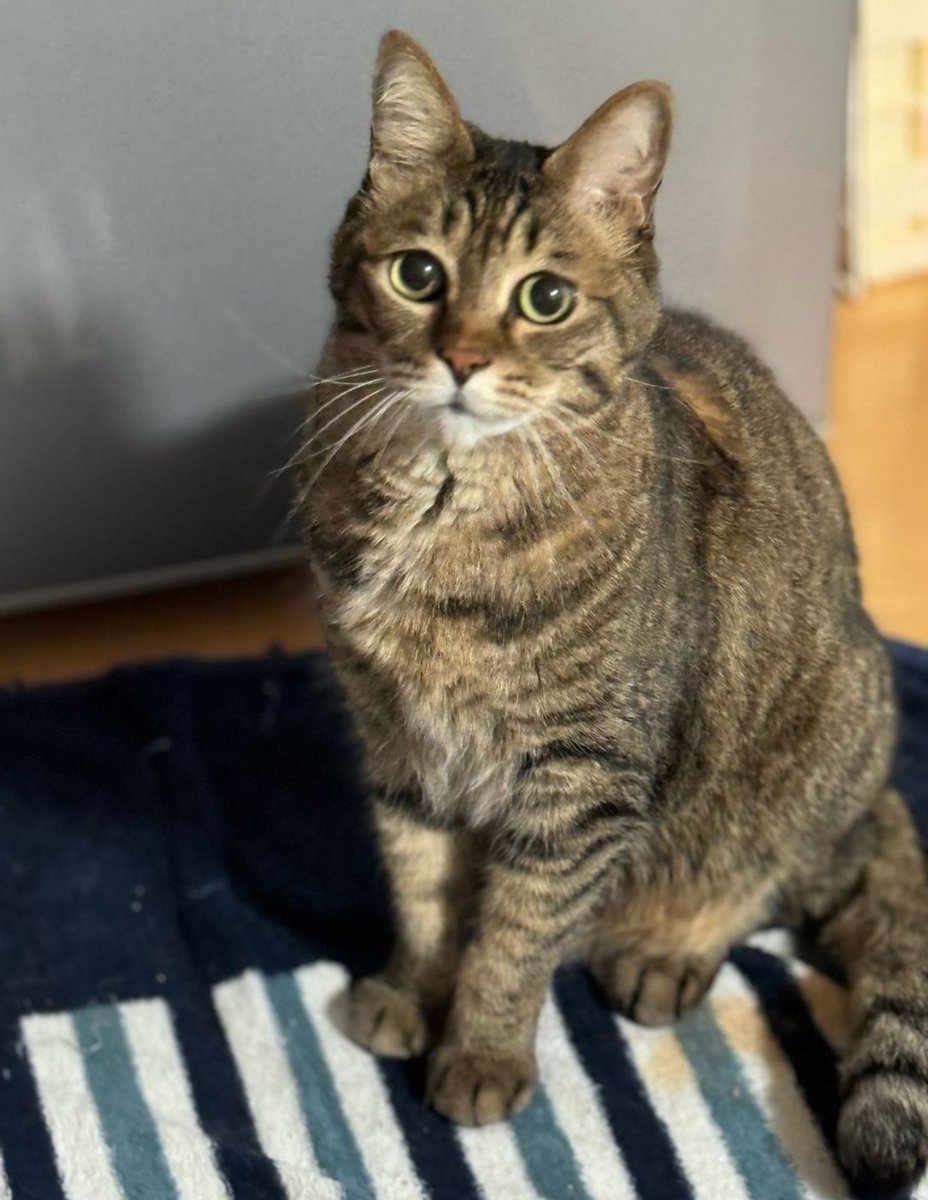 このすっとぼけた顔が堪んないんですよ