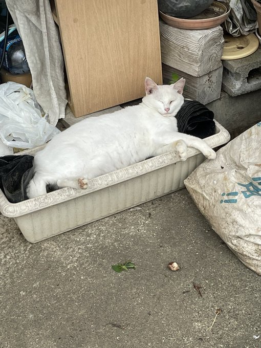 猫スヤスヤで草
君は野良って自覚を持ちなさい 