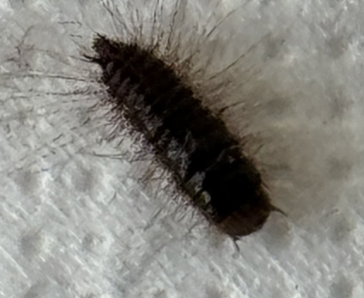 Carpet Beetle Larvae causing itching for 1 client this week. #knowYourEnemy