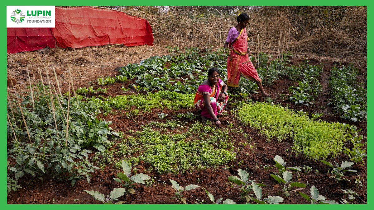LupinCSR's tweet photo. 𝗡𝗮𝘁𝗶𝗼𝗻𝗮𝗹 𝗡𝘂𝘁𝗿𝗶𝘁𝗶𝗼𝗻 𝘄𝗲𝗲𝗸: 𝗖𝗲𝗹𝗲𝗯𝗿𝗮𝘁𝗶𝗻𝗴 𝘀𝗲𝗹𝗳-𝘀𝘂𝗳𝗳𝗶𝗰𝗶𝗲𝗻𝗰𝘆 𝘁𝗵𝗿𝗼𝘂𝗴𝗵 𝗵𝗼𝗺𝗲𝗴𝗿𝗼𝘄𝗻 𝗵𝗮𝗿𝘃𝗲𝘀𝘁𝘀 
Kitchen gardens provide an easy and affordable solution to grow fresh vegetables, fruits, and herbs right at home. https://t.co/pMjuWnhSCc