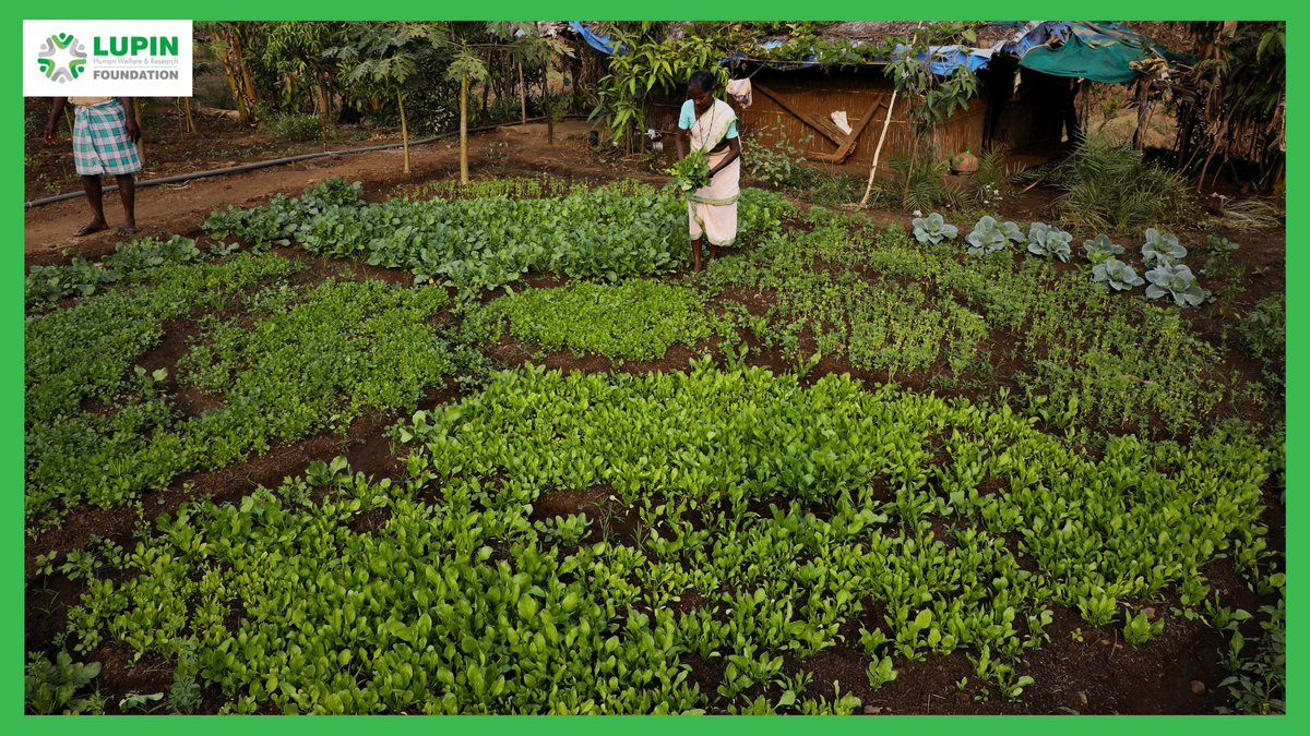 LupinCSR's tweet photo. @LupinCSR  promotes maintaining kitchen gardens by using organic methods, avoiding synthetic pesticides and fertilizers. Composting, mulching, and crop rotation are encouraged to maintain soil fertility, reduce pest problems. This NationalNutrition week, we aim to raise awareness https://t.co/PMElwxwFPa