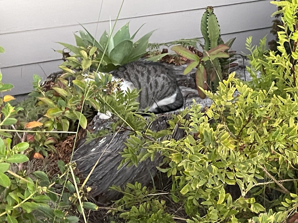 The hotel cat decided to go into camouflage mode to avoid the paparazzi.
#lososos #catsoftwitter