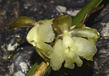 Phytotaxa's tweet photo. Epidendrum manusalinasiae (#Orchidaceae: Laeliinae), new species from the high Andean forests of Manu National Park, Cusco, #Perú 
https://t.co/7UjvcRsdbV 
#Taxonomy https://t.co/9qIPpqRt17