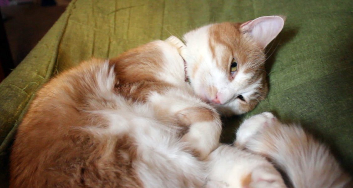 Gonzo Does Tweets🐈he/him tweet media