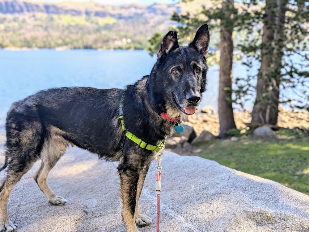 Henry is a 7 year young male (78 lbs), who has lived with cats (should be cat workable), is a gentleman, loves food &amp; hiking, is super friendly (ignores small barking dogs) and plays well with his foster GSD sibling.
wagtopia.com/search/pet?id=…
#AdoptDontShop #GSD #RescueDogs