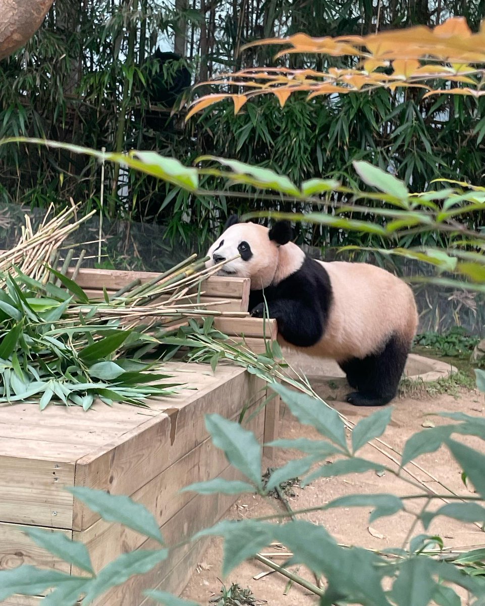 Ollie__0's tweet photo. 22.09.20 사랑둥이 푸  #Fubao
출처:in☆ tdbonxefubao https://t.co/FQTjsIXnvq