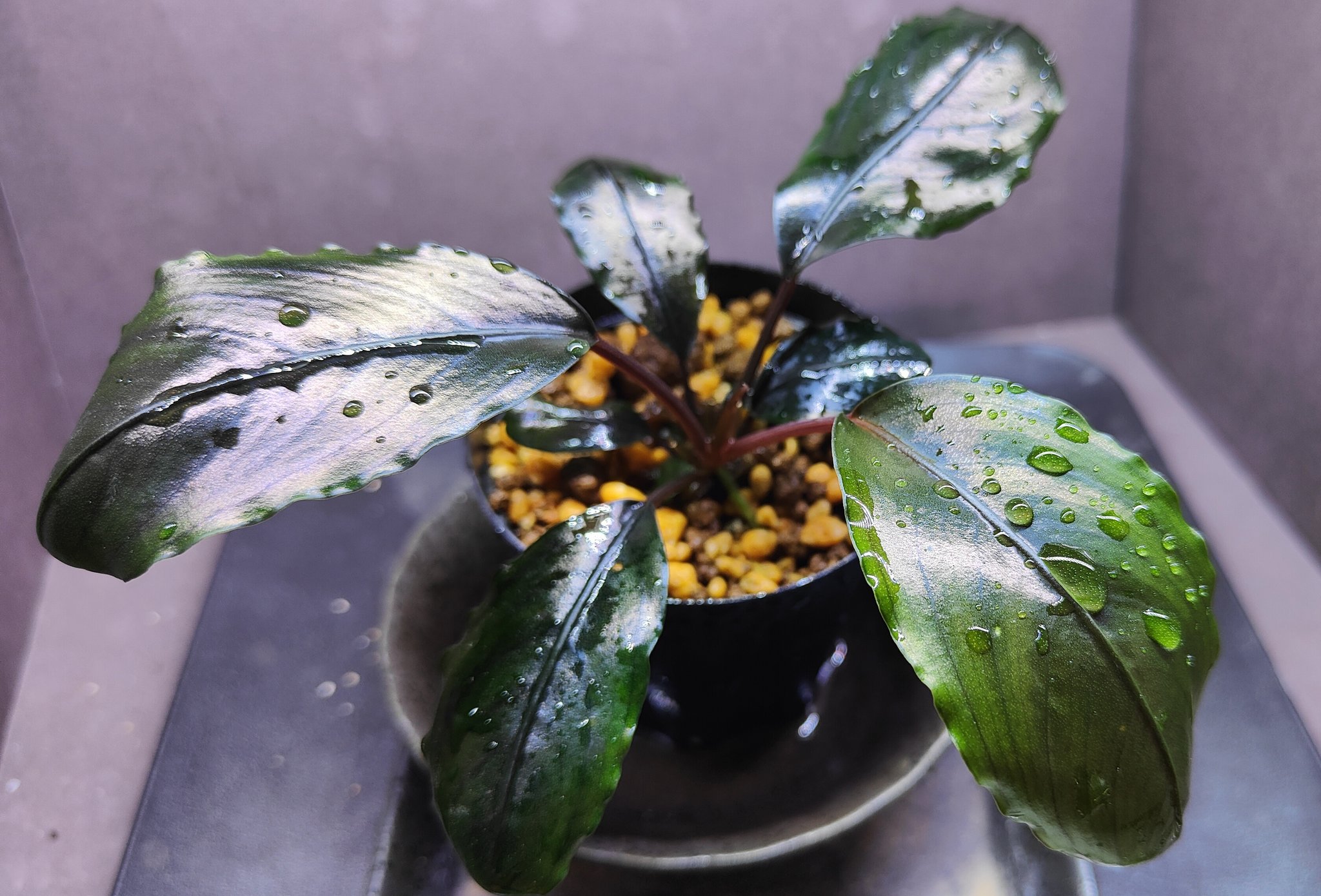 Bucephalandra sp. 