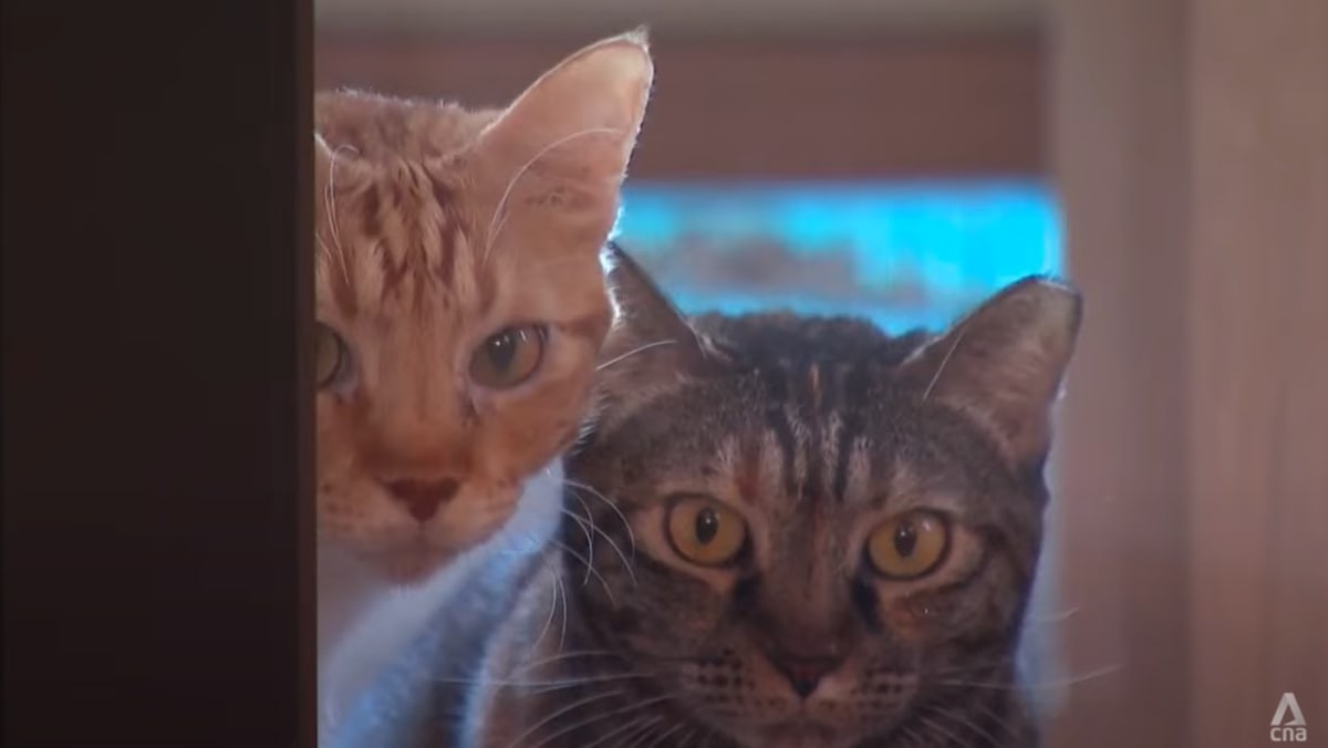 ChannelNewsAsia's tweet image. As cat licensing scheme kicks in, some welfare groups fear a rise in abandonment cases channelnewsasia.com/singapore/cat-…