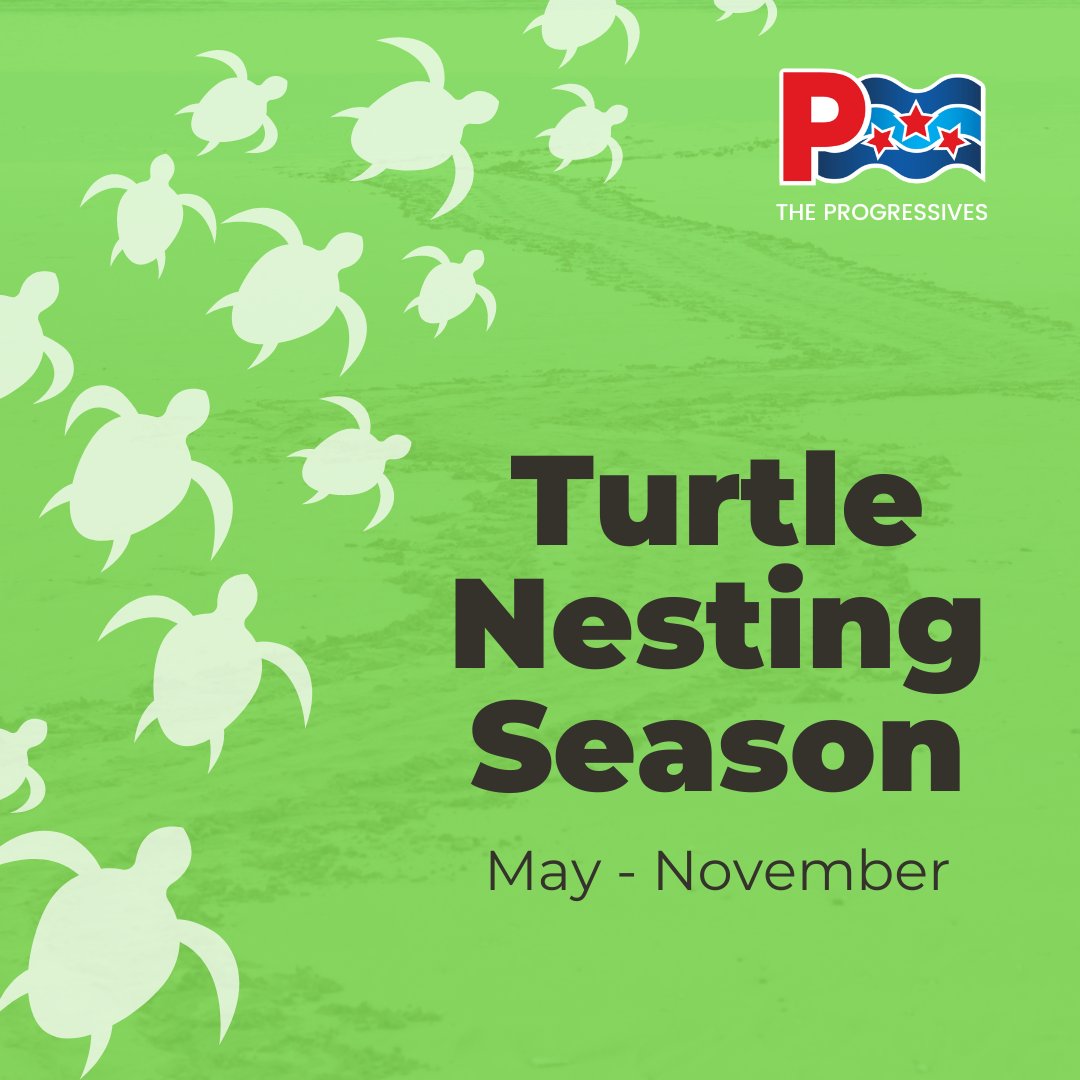 May - November is turtle nesting season! Check with the Department of Environment before bringing heavy equipment or vehicles on the beach, and avoid raking over any turtle tracks. Turtle nest sightings should be reported to the DoE's 24-hour Turtle Hotline at 938-6378.
