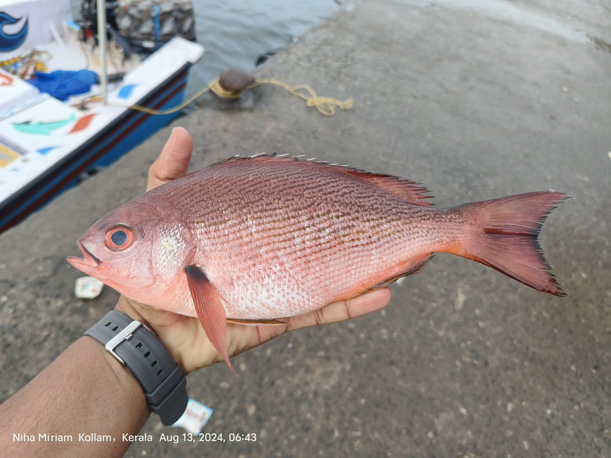 AnandArackal's tweet photo. Pinjalo pinjalo, a captivating fish species! 
Inhabiting coastal waters,
Let's join forces to protect and conserve this incredible species for future generations! #PinjaloPinjalo #FishSpecies 
#Sustainability #MarineBiodiversity
#keralafishing

13.07.24
Kerala, India https://t.co/MEa2CWwDqJ