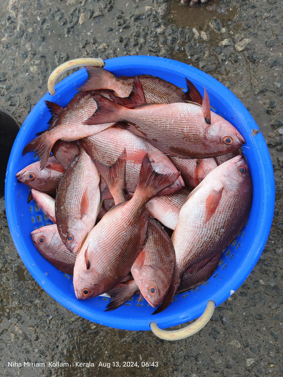 AnandArackal's tweet photo. Pinjalo pinjalo, a captivating fish species! 
Inhabiting coastal waters,
Let's join forces to protect and conserve this incredible species for future generations! #PinjaloPinjalo #FishSpecies 
#Sustainability #MarineBiodiversity
#keralafishing

13.07.24
Kerala, India https://t.co/MEa2CWwDqJ