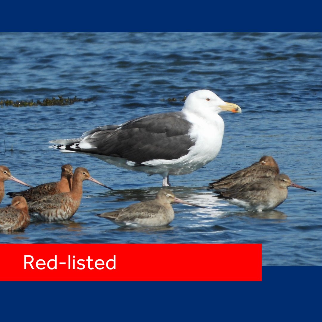 🟥Red List🟥

Today came the sad news that 5 more seabirds have been added to the UK Red List for Conservation Concern.  Among the new additions are two regulars to Chichester Harbour - the Great Black-backed Gull and the Common Gull.

#redlist
