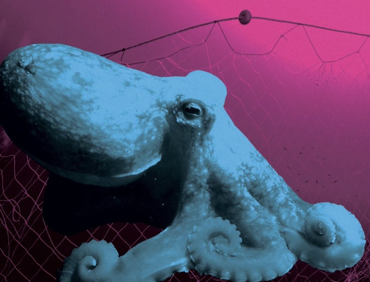 CHANGING TIDES: Is life in our marine protected areas safe or still in danger?

Fund our Noteworthy investigation into the status of Ireland's MPAs at: tinyurl.com/3n57njth

Reporting for this investigation will be supported, in part, by the Pulitzer Centre, as part of its