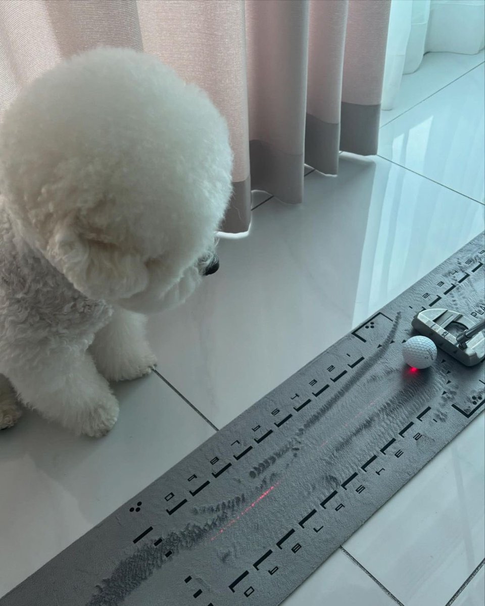 azzostagram tweet media