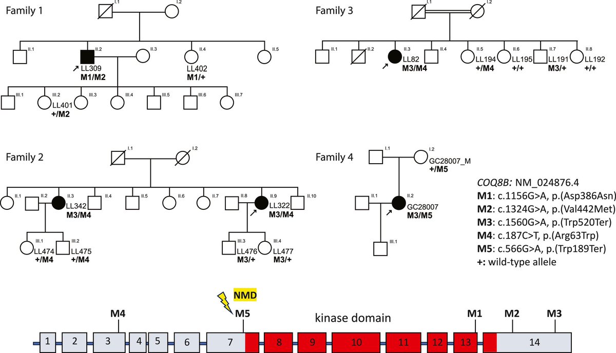 DiseaseGenes's tweet image. RT @FranMartinezGr: Bi-allelic variants in COQ8B, a gene involved in the biosynthesis of coenzyme Q10, lead to non-syndromic retinitis pigmentosa #RareDisease #Genetics #morbidgene cell.com/ajhg/fulltext/…
