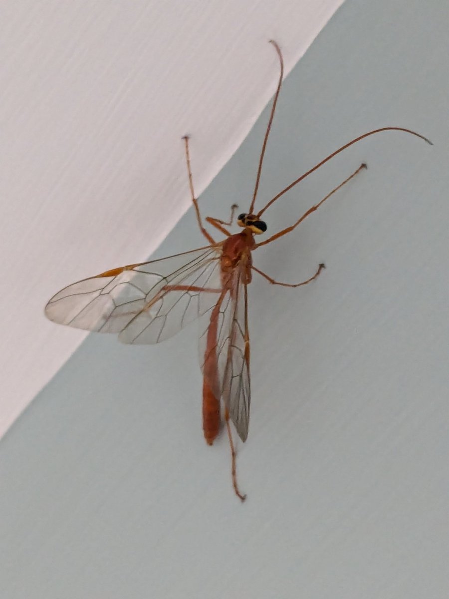 goosebrennan's tweet photo. Anyone I'd thus for me please? It stung me on the hand! @BrennanMartine @BioDataCentre https://t.co/5Tezf02ww6