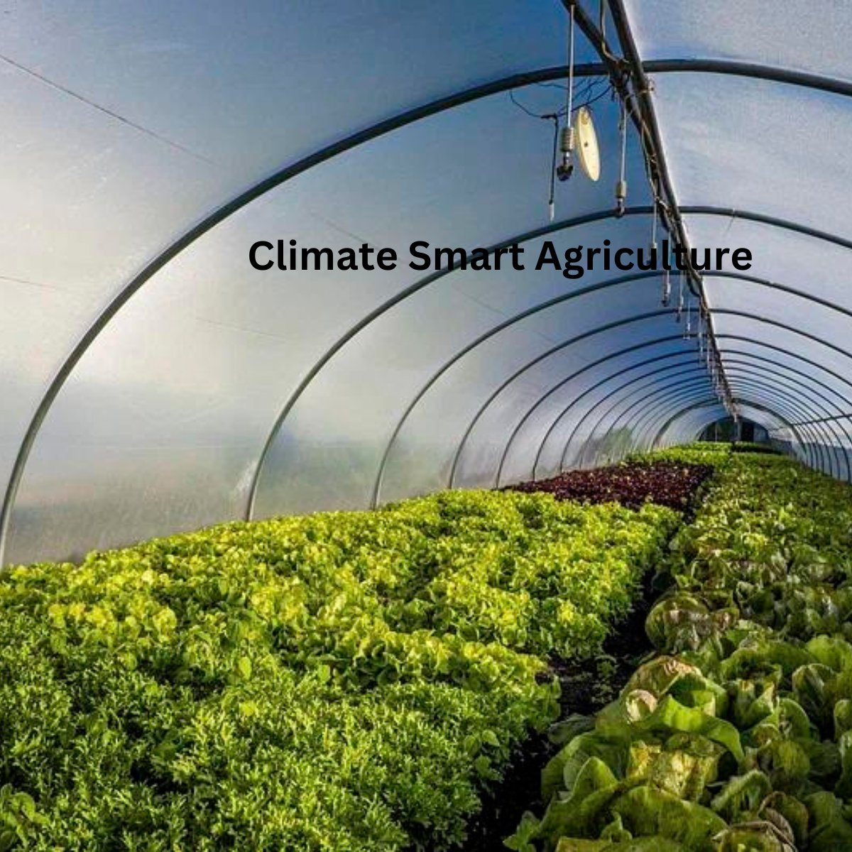 Does your climate-smart solution address one or more of these challenge areas?
Optimizing Natural R