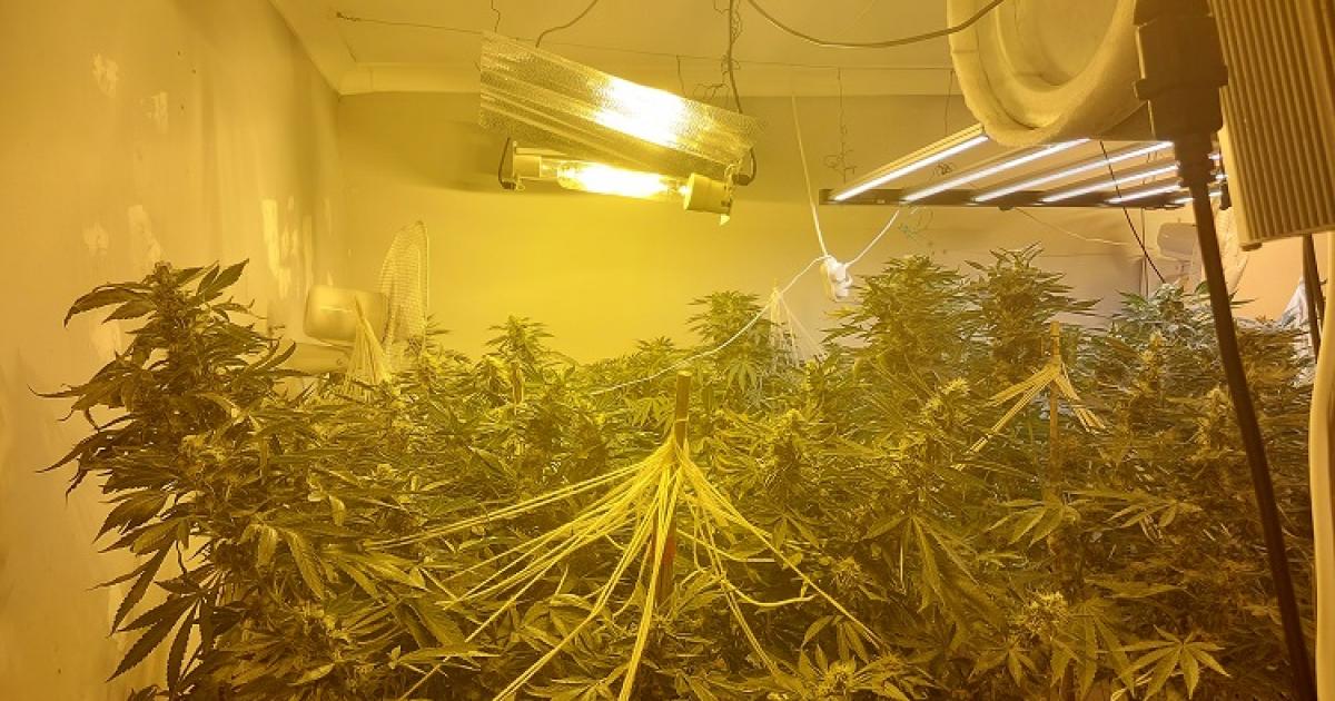 Photo shows inside of cannabis factory raided by police dlvr.it/TClWZ7