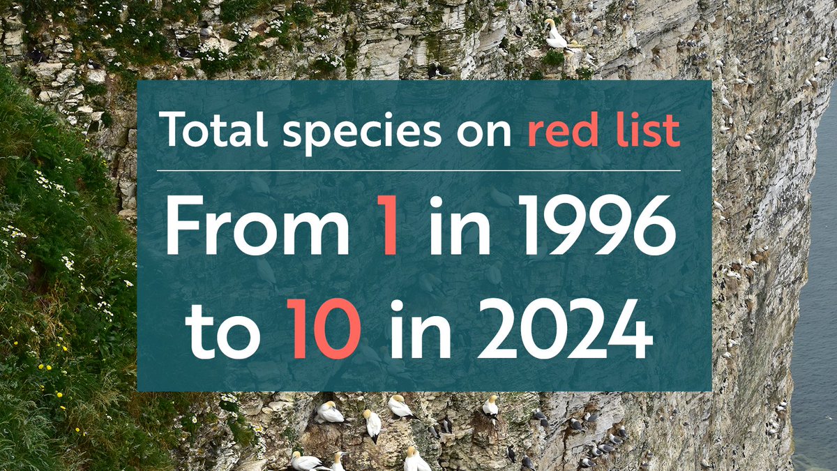 The latest status assessment of breeding seabird species in the UK has been published
🌊 bit.ly/BOCC5Seabirds

Due to population declines five species of the UK’s breeding seabird populations have been added to the Red List of highest conservation concern #seabirds