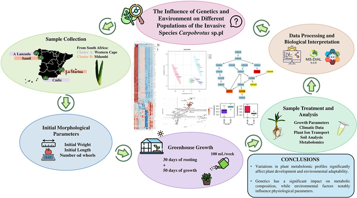 I’m happy to share that our first article from my postdoc research at Universidade de Vigo has been published!🎉 It explores how environmental and genetic factors impact this invasive plant 👩‍🔬
sciencedirect.com/science/articl…